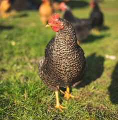 Hen on farm