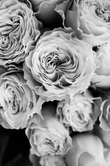 Beautiful leafy rose flower in full bloom in a black and white monochrome.
