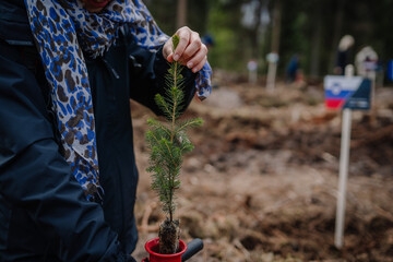 Fototapeta premium A woman holds a young spruce seedling up close, soft focus
