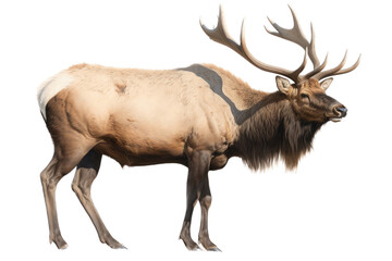 Naklejka na ściany i meble an isolated Bull Elk running with large antlers, strong and muscular, Wildlife-themed photorealistic illustration on a transparent background cu,tout in PNG. generative ai