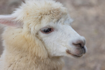 Beautiful alpaca with soft fur in zoo park