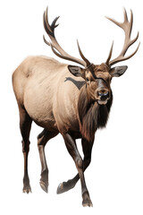 Naklejka na ściany i meble an isolated Bull Elk running with large antlers, strong and muscular, Wildlife-themed photorealistic illustration on a transparent background cu,tout in PNG. generative ai