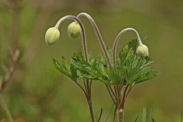 Knospende Große Windröschen (Anemone sylvestris).