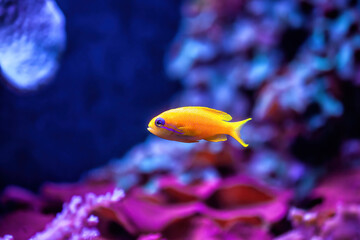 Obraz premium Bright Sea goldie small fish swimming in aquarium. Anthias squamipinnis vibrant orange fish in sea.