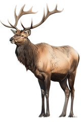 Obraz na płótnie Canvas an isolated Bull Elk running with large antlers, strong and muscular, Wildlife-themed photorealistic illustration on a transparent background cu,tout in PNG. generative ai