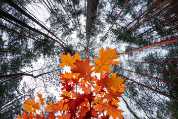 Jesienne liście w lesie widziane od dołu w kolorze czerwonym i pomarańczowym