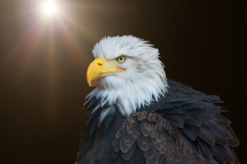 Portrait of a bald eagle on a brown translucent background.