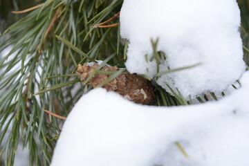 Spruce branch with a cone, covered with snow