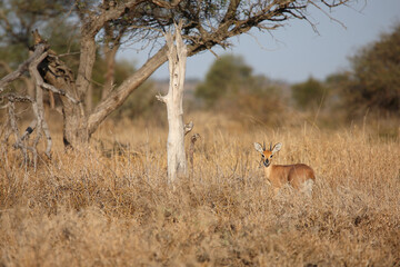 Afrikanischer Steinbock / Steenbok / Raphicerus campestris