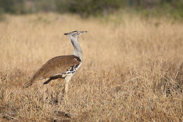 Obraz premium Riesentrappe / Kori bustard / Andreotis kori.