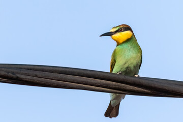 European bee-eater or Merops apiaster colorful small bird chasing bees, hello spring