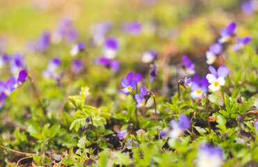 Violet flowers on mountain meadow