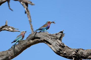 Gabelracke / Lilac-breasted roller / Coracias caudata..