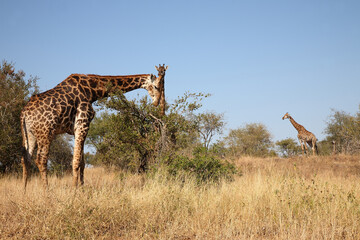 Giraffe / Giraffe / Giraffa camelopardalis