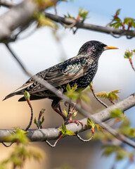Bird on branch