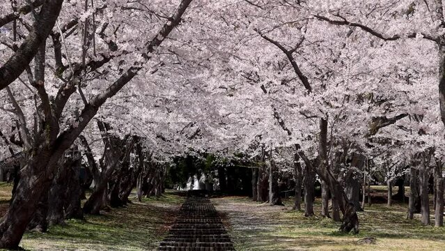 Hirosaki in full bloom, Sakurabayashi Park