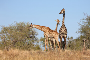 Giraffe / Giraffe / Giraffa camelopardalis
