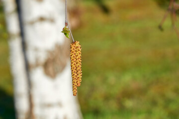 Spring birch buds on the background of the trunk. Allergy in spring, birch pollen.