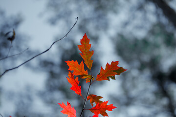 Czerwone liście jesienią na niebieskim leśnym tle