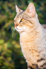 Hermoso Gato Disfrutando del Sol al Atardecer. 