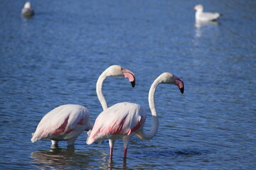 fenicotteri in Camargue