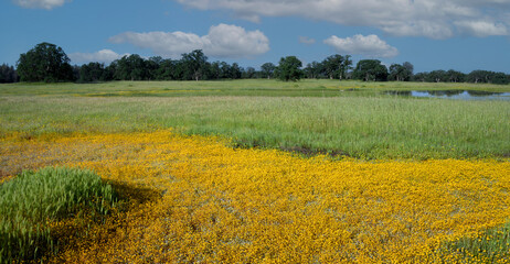 Wildflowers in Wetlands Area at Payne's Creek, California