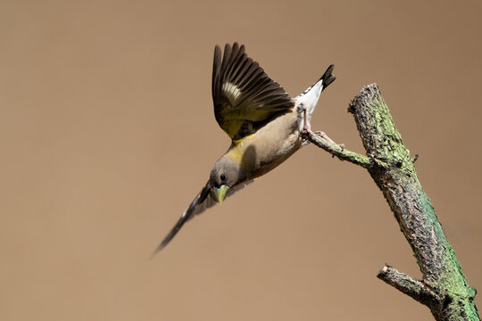 Evening Grosbeak Diving from Branck