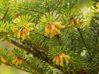 Branches of decorative coniferous trees with cones close-up