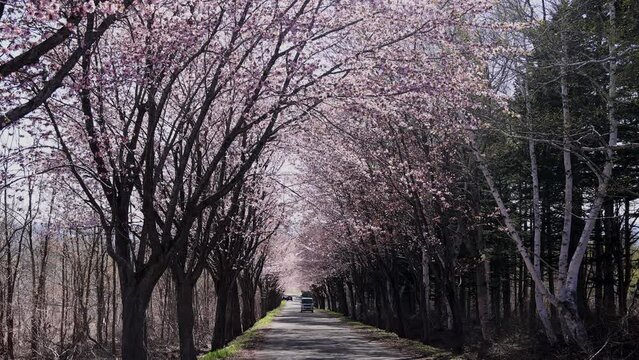 Cherry blossom trees at the foot of Mt. Iwaki