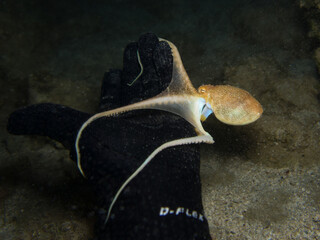 Octopus playing with divers hand 