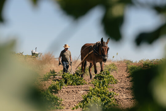 Senior man farmer plowing the field in traditional way with a mule for the cultivation of the grape harvest
