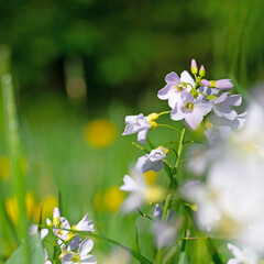 Blühendes Wiesen-Schaumkraut, Cardamine pratensis, im Frühling