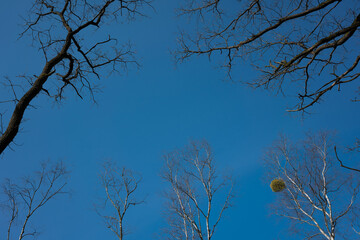 Widok na błękitne niebo nad konarami drzew - obrazy, fototapety, plakaty