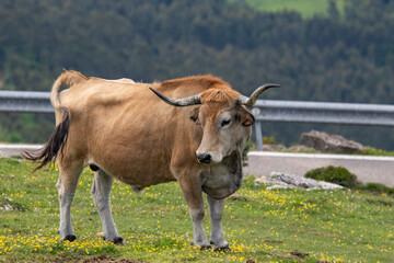 Obraz premium cow in the field