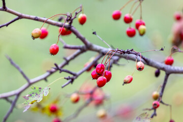 Hawthorn bush with red berries on a blurred background