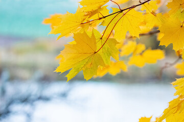 Naklejka na ściany i meble Maple branch with yellow leaves by the river in autumn