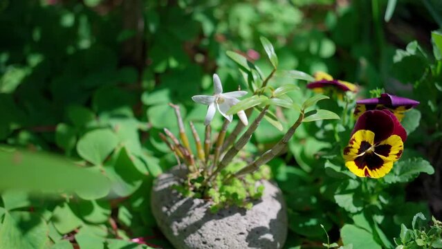 花開く可愛い白花シラン
