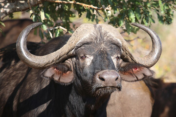 Kaffernbüffel / African buffalo / Syncerus caffer