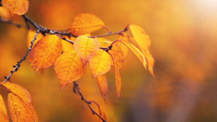 Tree branch with red autumn leaves on a blurred background