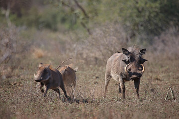 Warzenschwein / Warthog / Phacochoerus africanus...