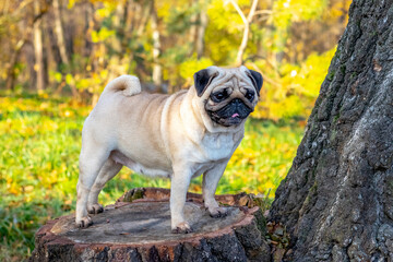 A small pug in an autumn park stands on a stump near a tree
