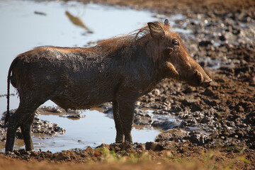 Warzenschwein / Warthog / Phacochoerus africanus