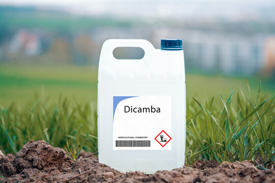 Dicamba  selective herbicide used on broadleaf weeds and invasive plants.