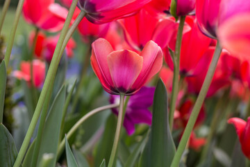Spring flowers in the sun and details, tulips.