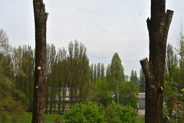 Fototapeta premium Pruned trees on the background of the gray sky in the park