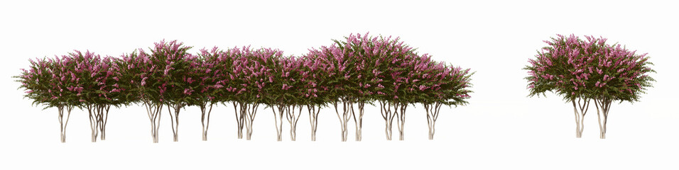 3d green pink flowering  bushes isolated on white background