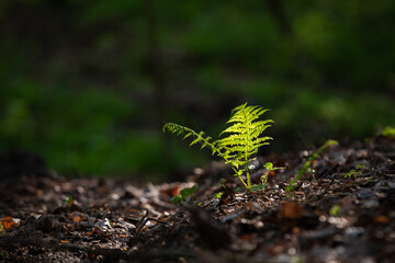 Fern