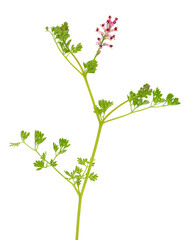 Common fumitory isolated on white background, Fumaria officinalis