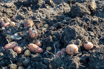 New potatoes just dug out of the ground
