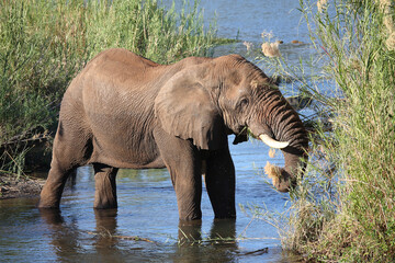 Fototapeta na wymiar Afrikanischer Elefant im Sabie River / African elephant in Sqabie River / Loxodonta africana